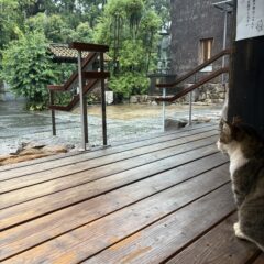 雨宿りをする看板猫