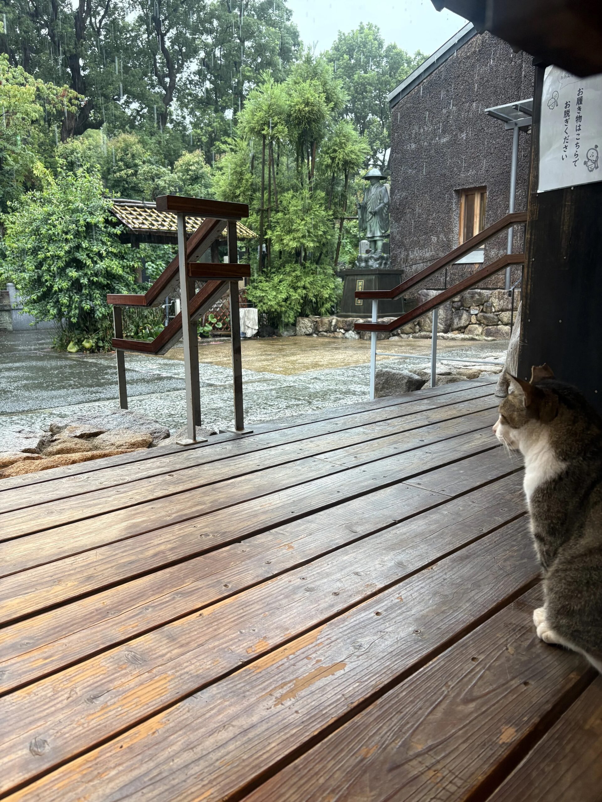 雨宿りをする看板猫
