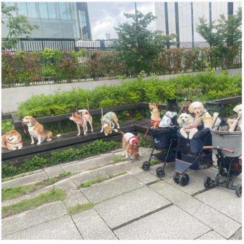 わんわんの日、ワンちゃんたちが勢ぞろい