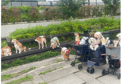 わんわんの日、ワンちゃんたちが勢ぞろい