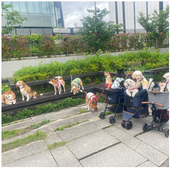 わんわんの日、ワンちゃんたちが勢ぞろい